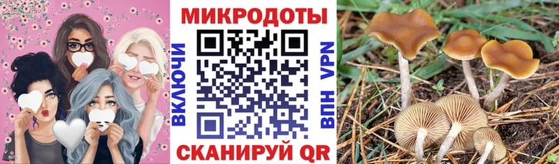 гидра онион  Новосокольники  Псилоцибиновые грибы Psilocybine cubensis 